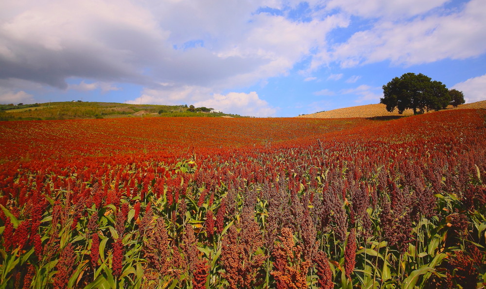 Ultimi colori