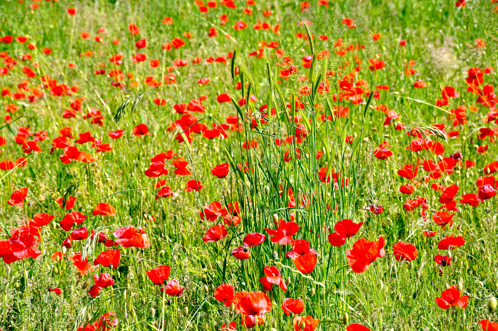 ULTIMI COLORI PRIMAVERILI?...