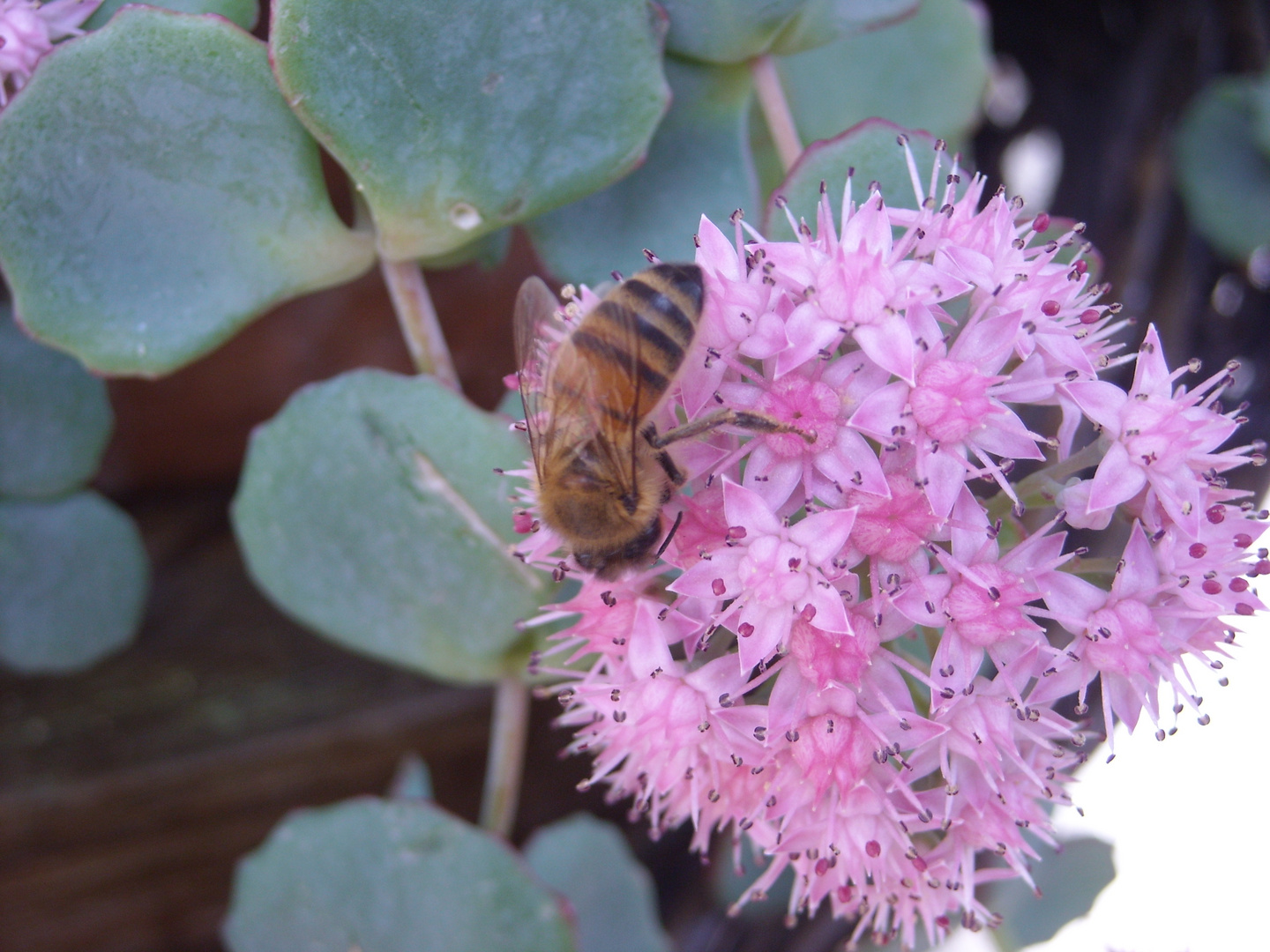 ultimi fiori per le api