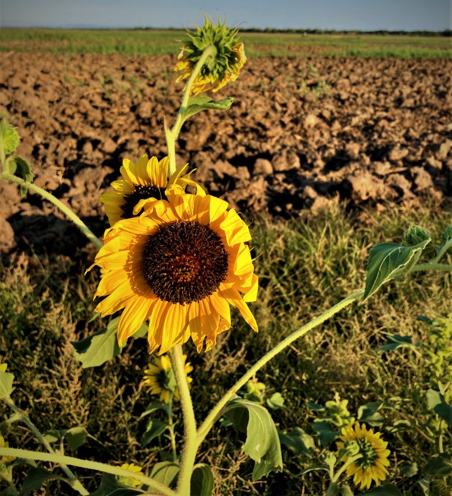 Ultimo Girasole d'estate...