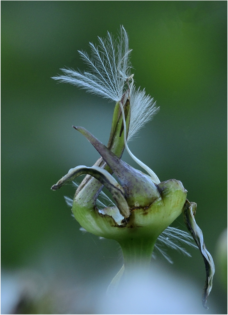 Ultimo petalo.