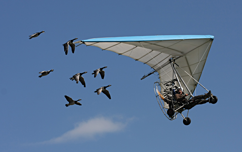 Ultraleichtflugzeug mit Gänse-Eskorte