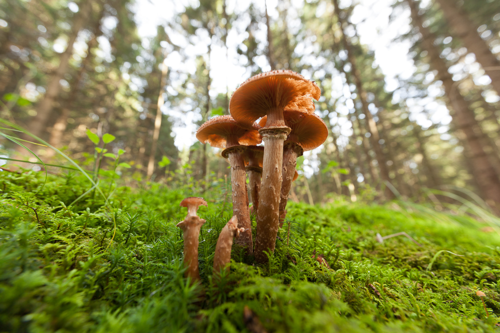 ultraweitwinkeliger Hallimasch - Armillaria