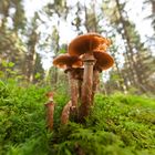 ultraweitwinkeliger Hallimasch - Armillaria