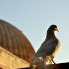 Ulu Camii ve Mardin Güvercini