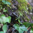 ULULONE DAL VENTRE GIALLO