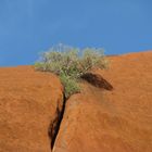 Uluru