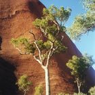 Uluru