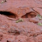 Uluru Base Walk Detail 4