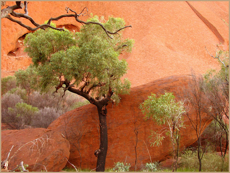 Uluru Base Walk Detail