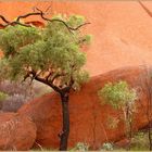 Uluru Base Walk Detail