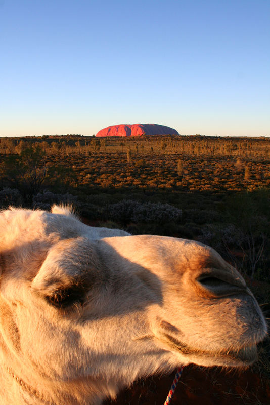 Uluru feat. Mischa the Camel