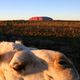 Uluru feat. Mischa the Camel