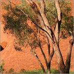 Uluru Impressions #3