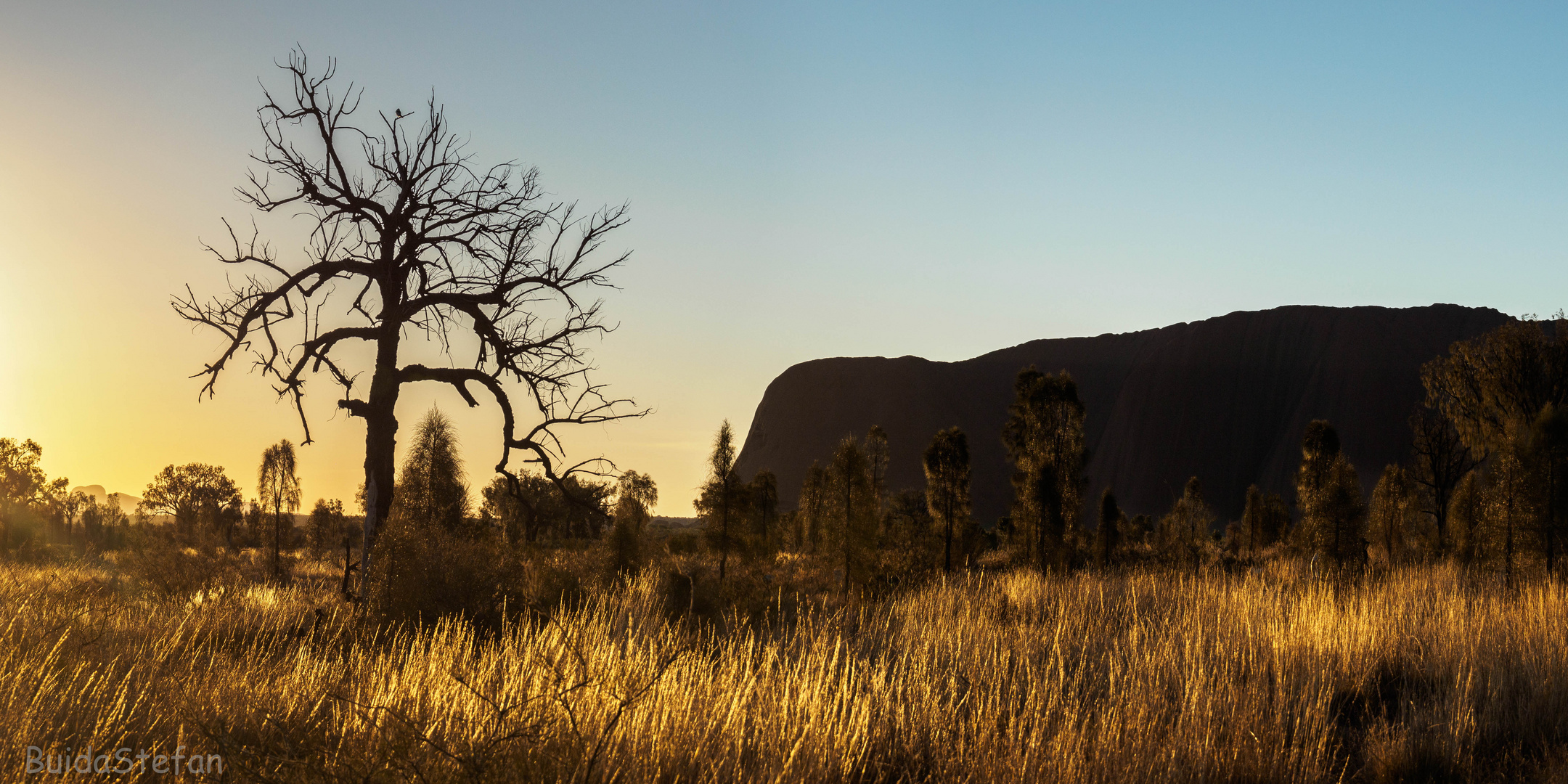 Uluru Tree