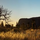 Uluru Tree