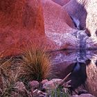 Uluru Wasserstelle.