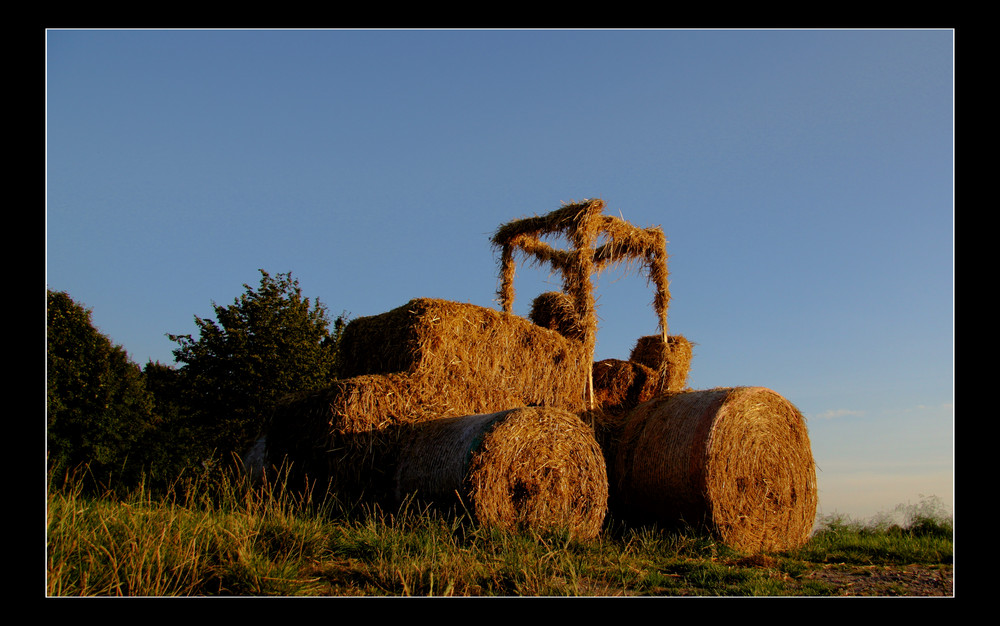 um 8 im abendlicht auf dem feld