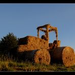 um 8 im abendlicht auf dem feld