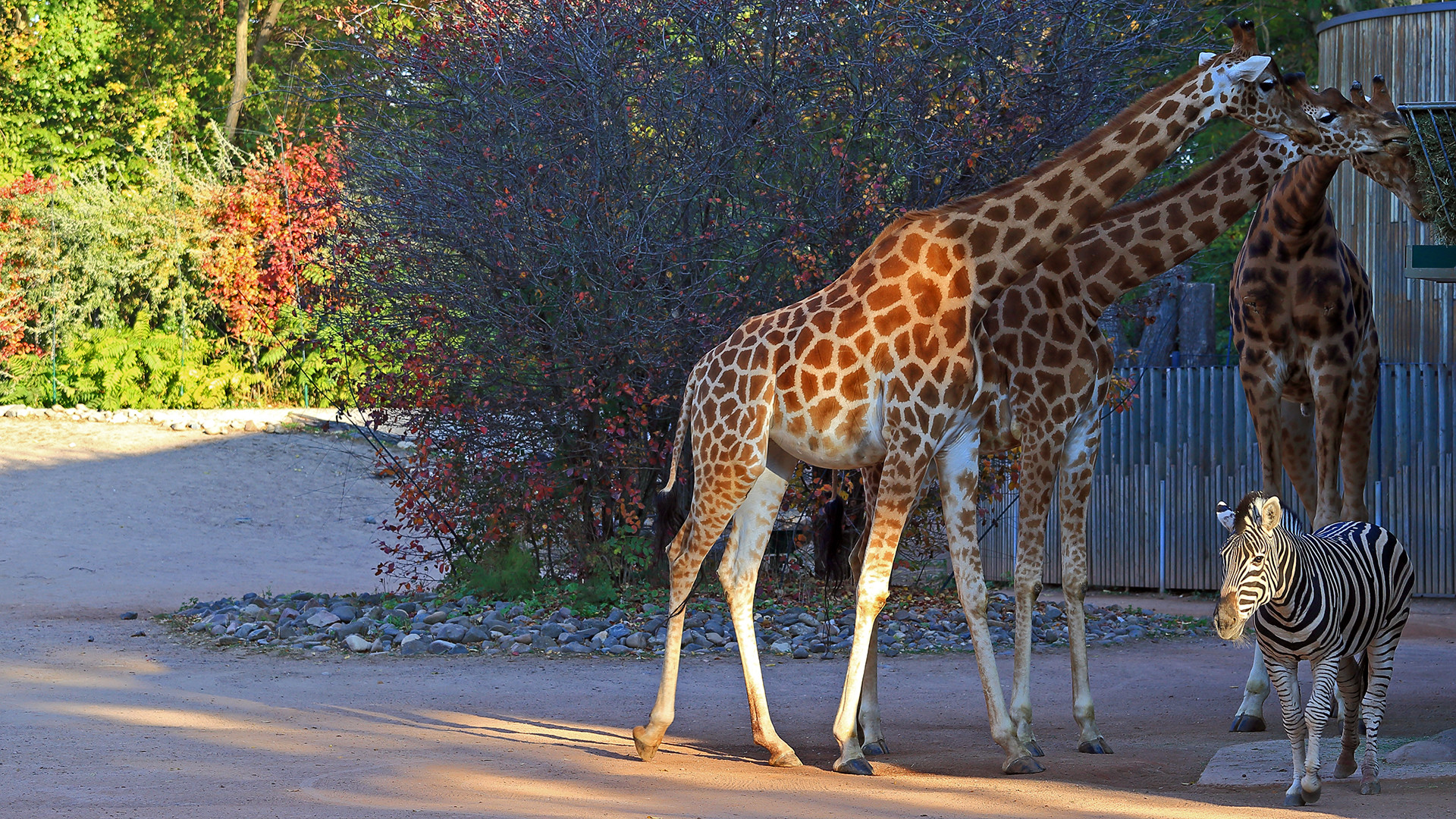 Um alle drei Kordafon  Giraffen und eines der Damara Zebras auf zu nehmen, musste ich dreimal ... 