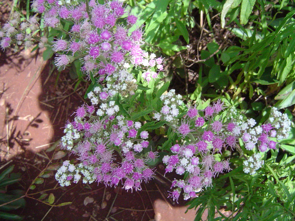 Um bouquet para voce