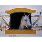 Um Cavalo Branco chamado Cisne