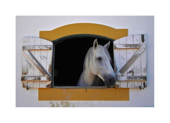 Um Cavalo Branco chamado Cisne