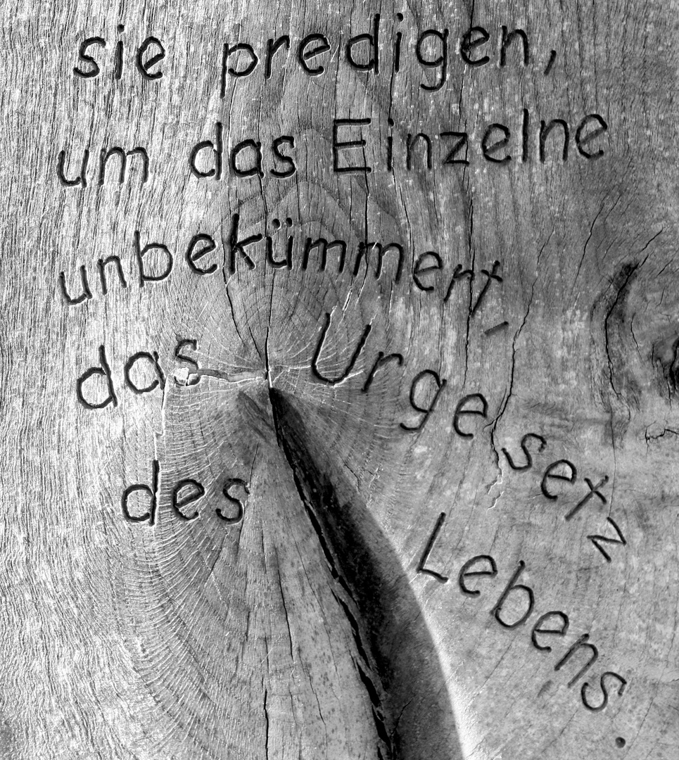 "... um das Einzelne ..." Auszug "Ein Baum spricht" *...´14