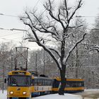 Um den Baum herum..