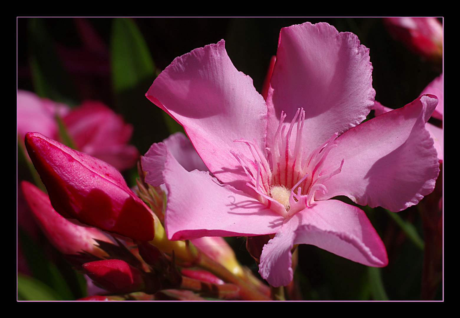 "Um den Oleander ist Schönheit, und der Oleander ist bitter." Arabisches Sprichwort