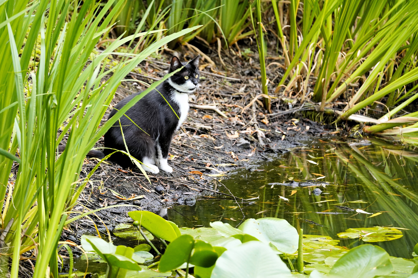 Um den Teich 1-3