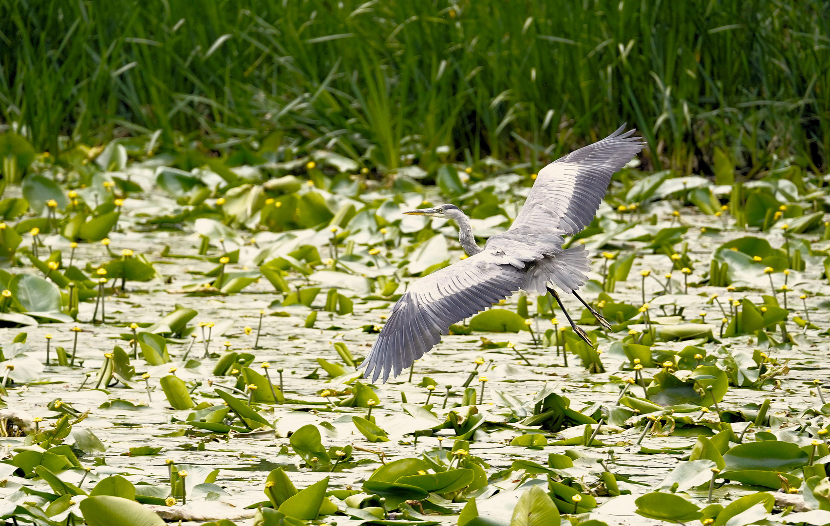 Um den Teich 2-3