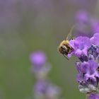 um die Blüte geschaut