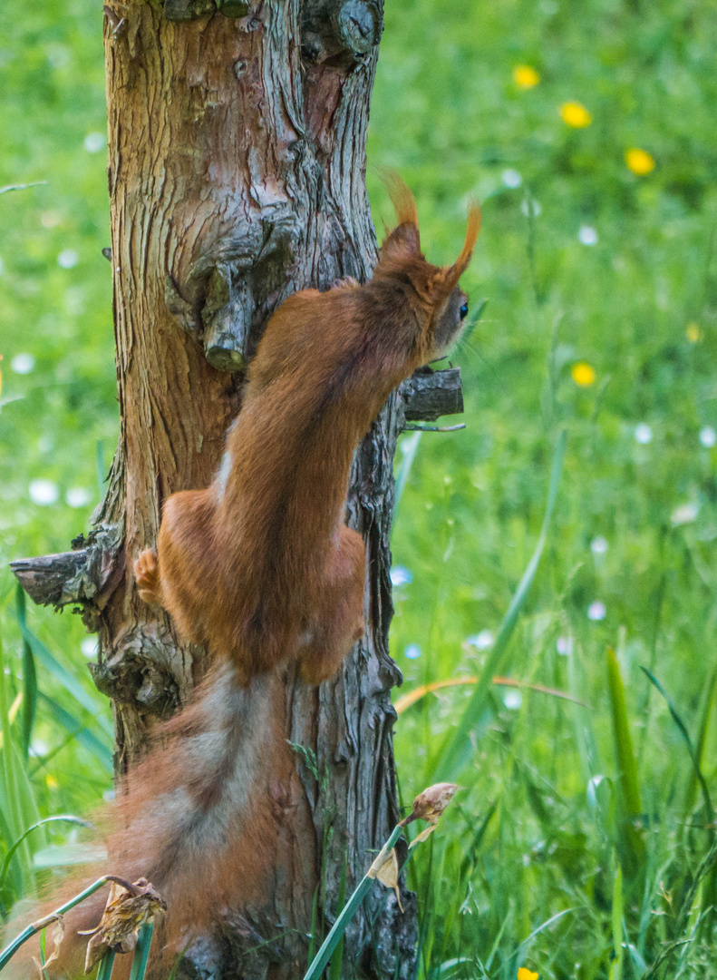 um die ecke gedacht,... Foto & Bild natur, tiere, wildlife Bilder auf