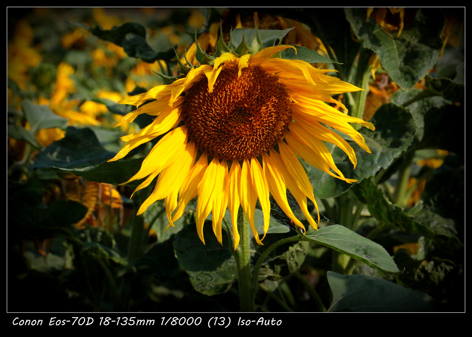 Um die Mittagszeit ein schönes Feld mit Sonnenblumen spiegelt sich im glanz der Sonne