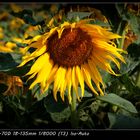 Um die Mittagszeit ein schönes Feld mit Sonnenblumen spiegelt sich im glanz der Sonne