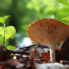 Um die Wette wachsen... Pilz vs. Baum