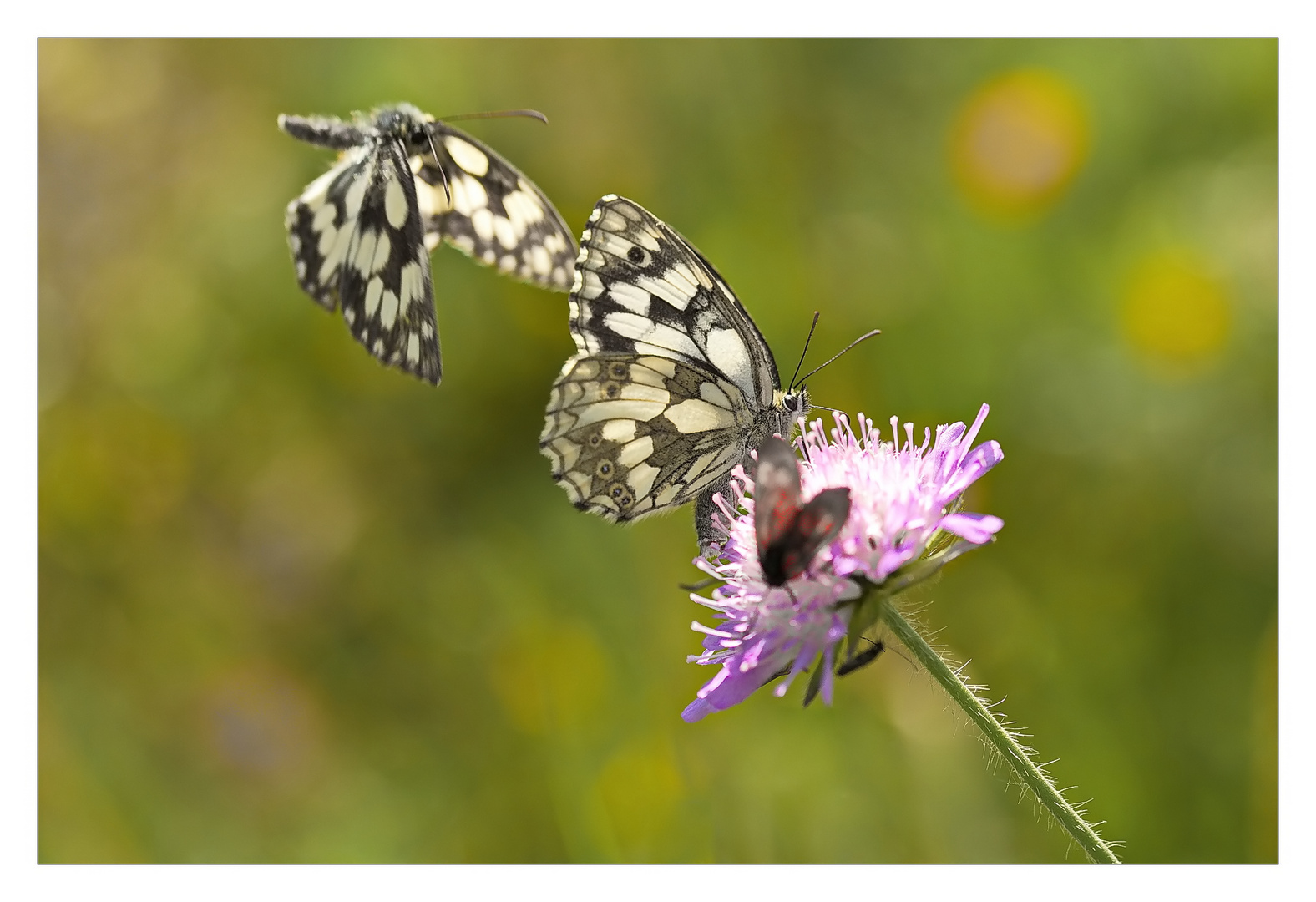 Um jede Blüte wird gestritten!!!