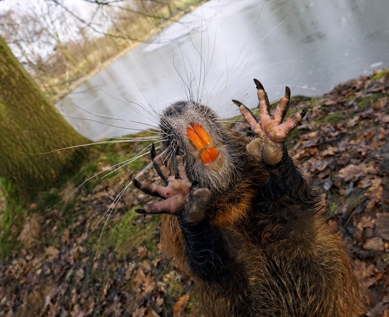 Um mich dreht sich alles, ich bin ein Star Namens " Nutria" !