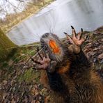 Um mich dreht sich alles, ich bin ein Star Namens " Nutria" !