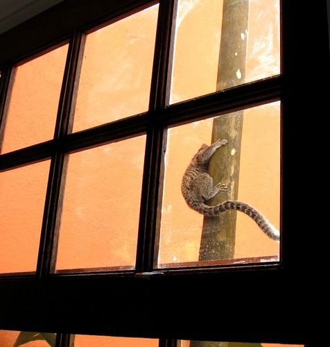 Um mico visto da janela da pousada em Paraty