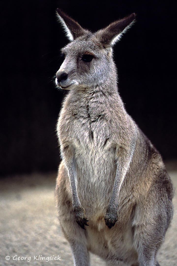 … um sie in freier Wildbahn anzutreffen, muss man schon nach AUSTRALIA