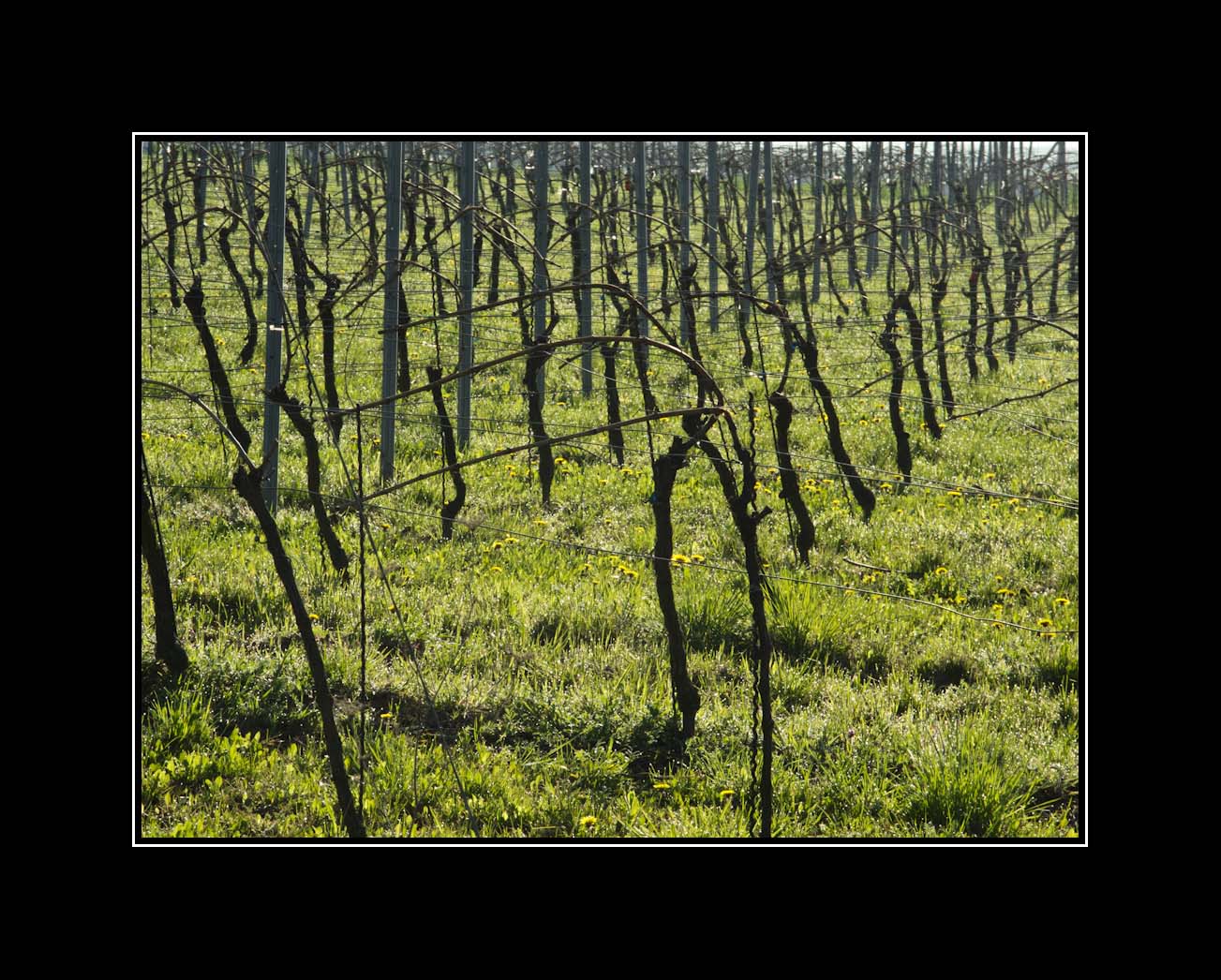 ... um uns im Herbst mit Wein zu erquicken ...