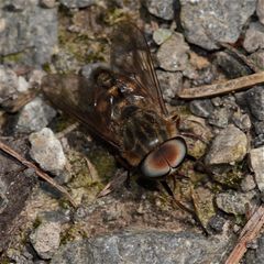 Um was für eine Art mag es sich bei diesem Bremsen-Männchen handeln? Tabanus sp.