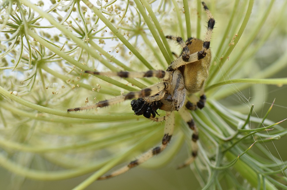 um welche Spinne handelt es sich ?