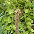 Um welches Gewächs handelt es sich hier?? Wer ist Naturkundler?(gelöst)