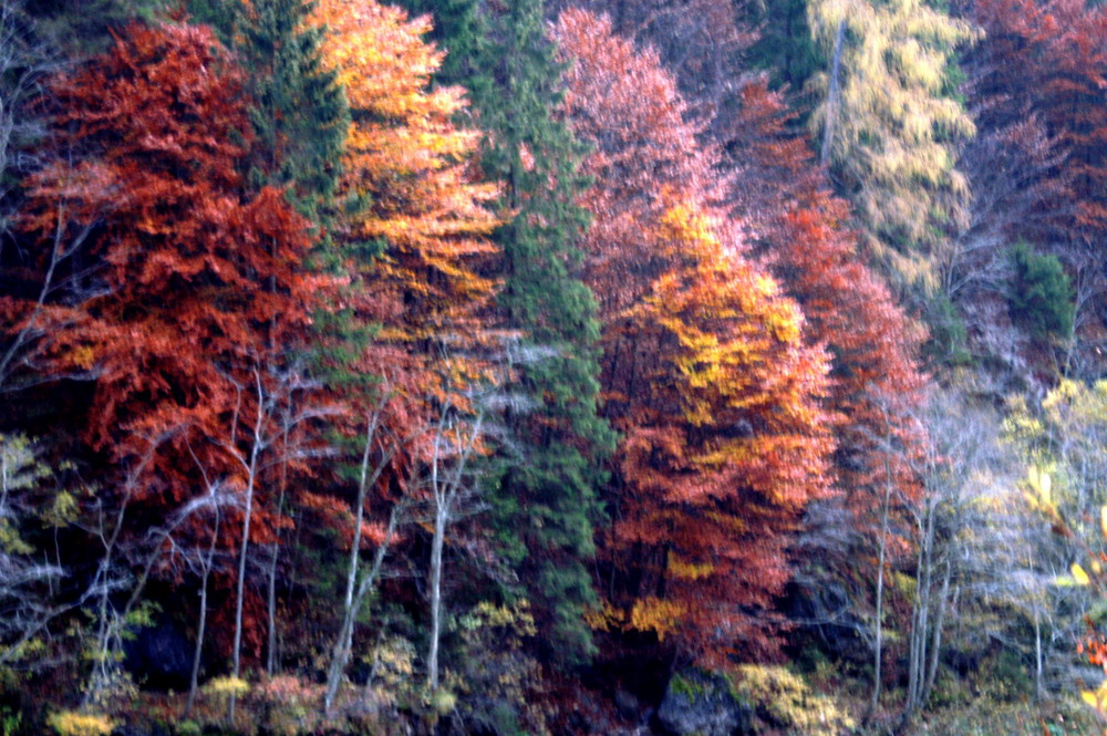 Um zu sterben zieht der Baum sein schönstes kleid an