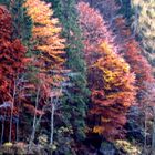 Um zu sterben zieht der Baum sein schönstes kleid an