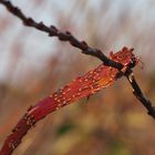 Umarmung im Herbst