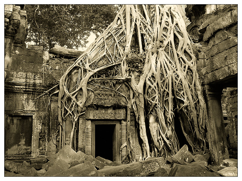 Umarmung im Ta Prohm II - Siem Reap, Kambodscha